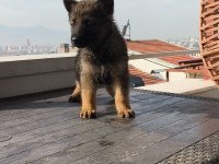 Alman kurdu yavrularımız
