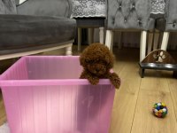 Orjinal kore kan toy poodle bebeklerimiz