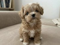 Çift renk özel kore maltipoo yavrular