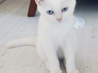 Güzel british shorthair kediler rezerveye açık