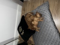 Toy poodle 3 aylık