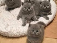Safkan orijinal british yavru kediler yeni ailelerine hazır