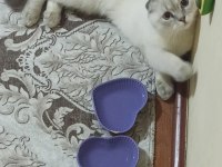 10 aylık scottish fold