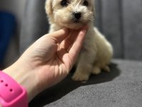 Maltipoo Yavrularımızı Canlı Görerek Alabilirsiniz