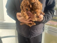 SAFKAN TOY POODLE RED BROWN YAVRULAR