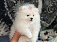 Teacup pomeranian