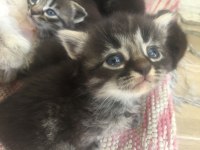 Scottish fold kırık kulak