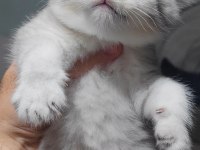 Scottish fold kedimiz