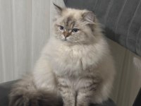 British Longhair Badem Kızımıza Yeni Yuva Arıyoruz