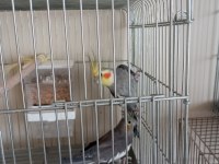 Çift Sultan Papağanları Sağlıklı Full Takım