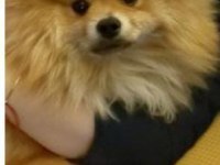 1 yaşında pomeranian ömürlük yuvasını arıyor