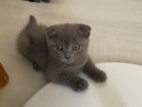 27 Temmuz doğumlu gri scottish fold yavrular