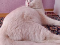 Yavru scottish fold bebekler