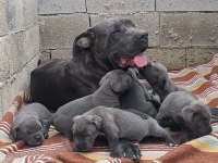 Cane Corso 6 erkek ve 4 dişi