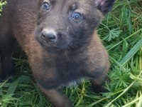 Sağlam kan hattı malinois kaliteli yavru