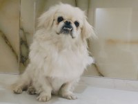Köpeğimiz acil sahiplendirilir