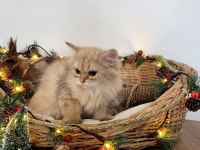 British longhair dişi