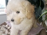 Şecereli 2 Kardeş Poodle