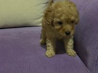Poodle yavrularımız toy ve mini boy renk renk