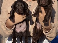 Labrador redriever sevimli yavrular