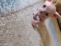 Sphynx (Sfenks) Yavru Erkek
