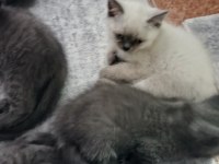 Sahiplendirilmeye hazır yavru kedilerimiz