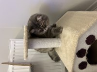 2 yaşında chinchilla cinsi kedimiz