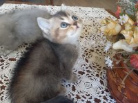 Birbirinden minnoş british shorthair bebişlere yuva