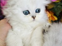 Orijinal Scottish Fold