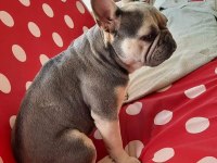 French bulldog yetişkin
