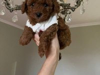 Toy poodle yavru