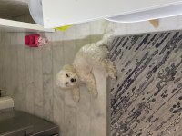 Maltese Terrier 8 aylık