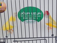Şampiyonundan jumbo Gouldian finch Gökkuşağı ispinozu