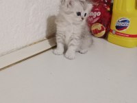 British longhair 45 günlük
