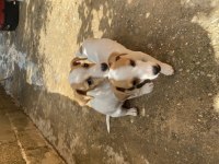 Safkan Kısa Bacak Jack Russell