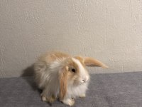 Lop tavşanı