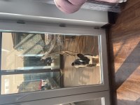 1 yaşında dişi french bulldog