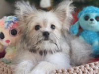 Türkiyede Tek Korean Morkie Yavrularımız