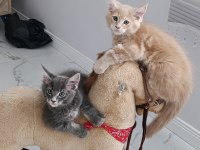 MAİNE COON DEV YAVRU KEDİLER ÇOK UYGUN DEV