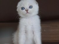 Scottish fold 55 günlük mavi göz