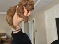 Yavru Toy Poodle