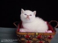Safkan mavi gözlü british shorthair yavrular