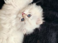 British longhair prensese yuva arıyorum