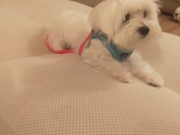 Çiftleştirme maltese köpeği