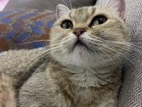 Güzel british shorthair kızımıza onayladığımız bir yuva