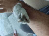 Çok Tatlı Yavru ve Yetişkin Gonzales Hamsterler