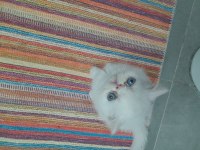 Exotik Shorthair ve Longhair