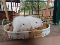 Hollanda teddy lop yavru tavşanlar