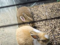 CÜCE NETHERLAND DWARF TAVŞAN