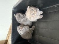 Mükemmel huylu scottish fold yavrular